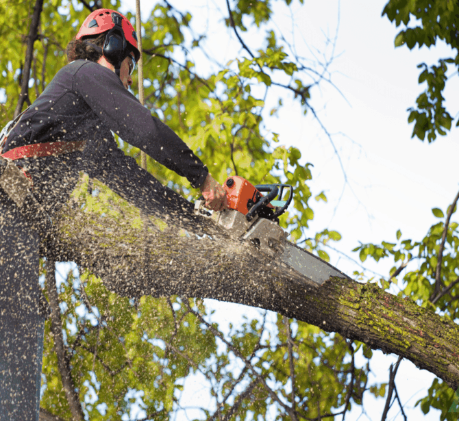 how-to-hire-a-tree-removal-service_1_optimized how-to-hire-a-tree-removal-service_1_optimized